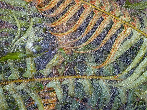 Jaynes Gallery 아티스트의 USA-Washington State-Seabeck Dew-covered spider webs over sword ferns작품입니다.